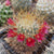 Mammillaria leptacantha