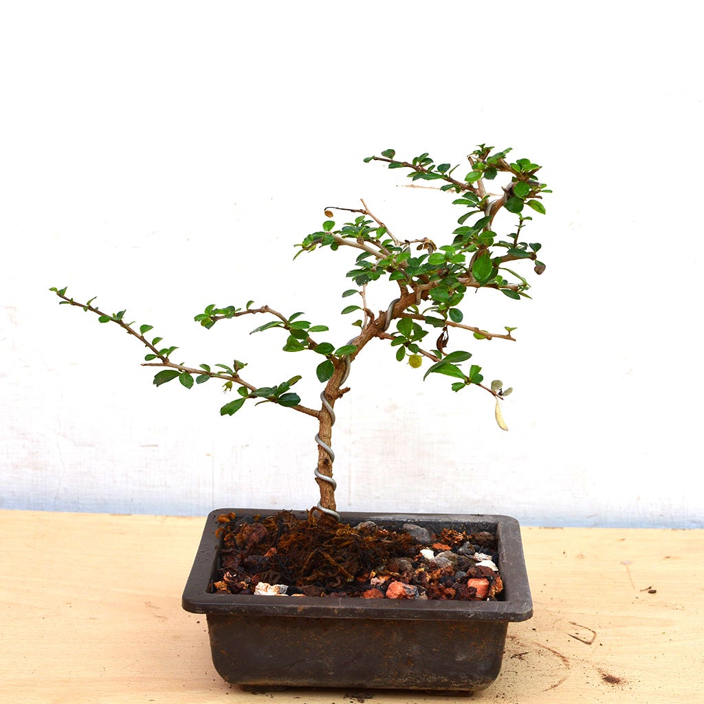 Bonsai Mini Carmona Microphylla