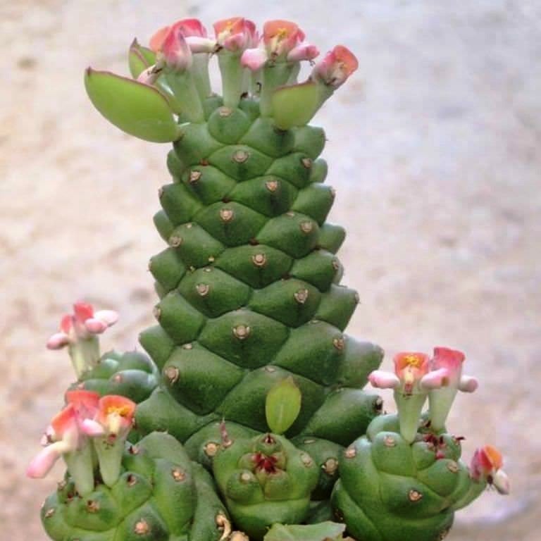 Monadenium ritchiei