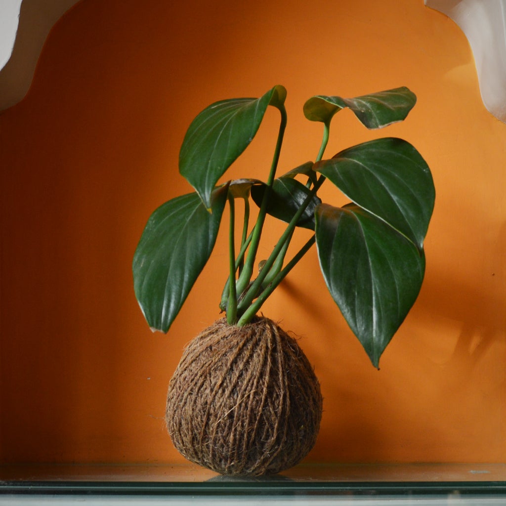 Kokedama Moss Balls - Money Plant King