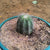 Notocactus magnificus - Balloon Cactus