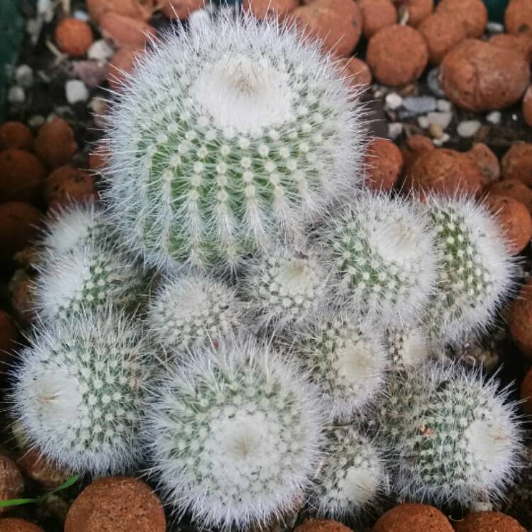 Notocactus scopa var. albispinus