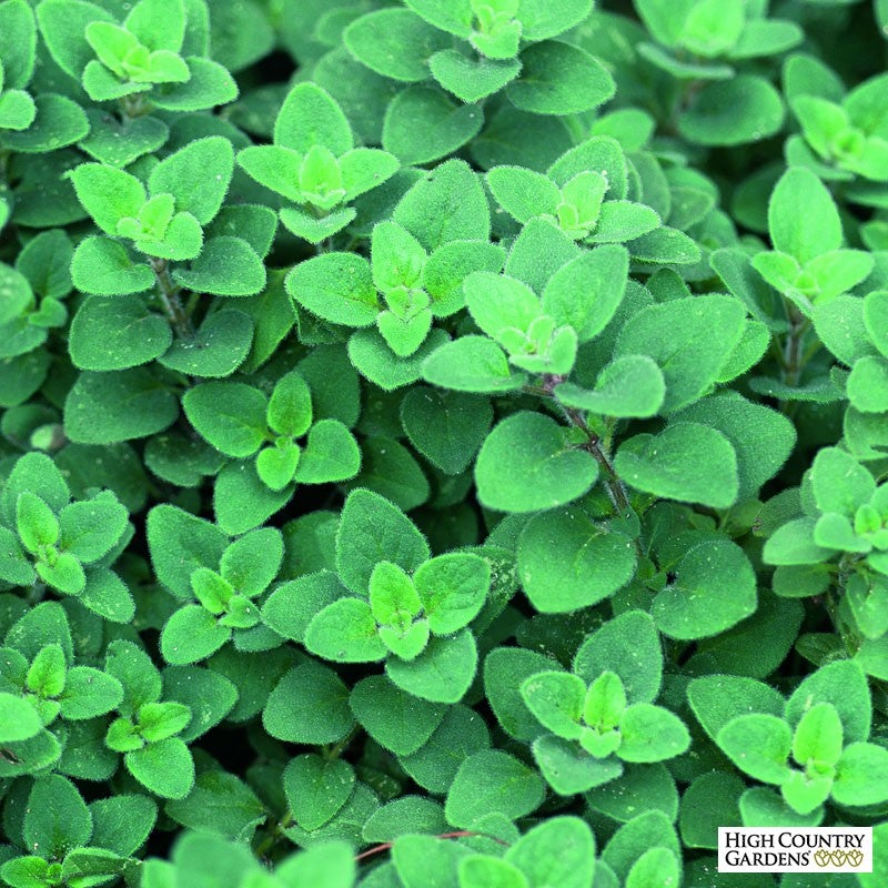 Oregano _ Origanum vulgare