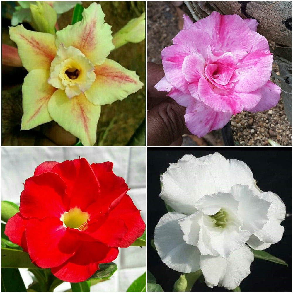 Assorted Adeniums Burnt Cinnamon+Double Celona+Fire Plum+Snowy Flurry (Pack of 4)