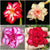 Assorted Adeniums Striped Galah+Majestic Volcano+Pink Swish+Miss Moscow (Pack of 4)
