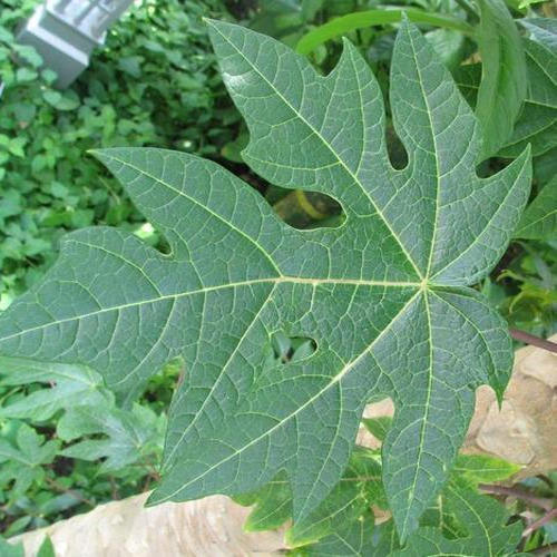 Papaya leaves