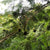 Parkia biglandulosa -Chanduphal