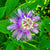 Krishna Kamal - Passiflora Incarnata Plants myBageecha - myBageecha