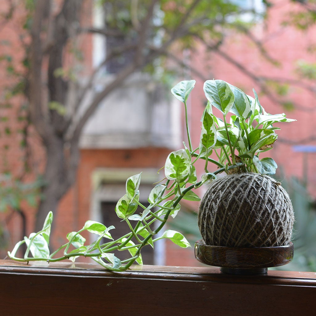 Kokedama Moss Ball - Pearls & Jade Pothos