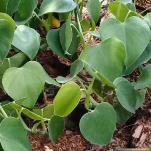 Philodendron 'Microstrictum'