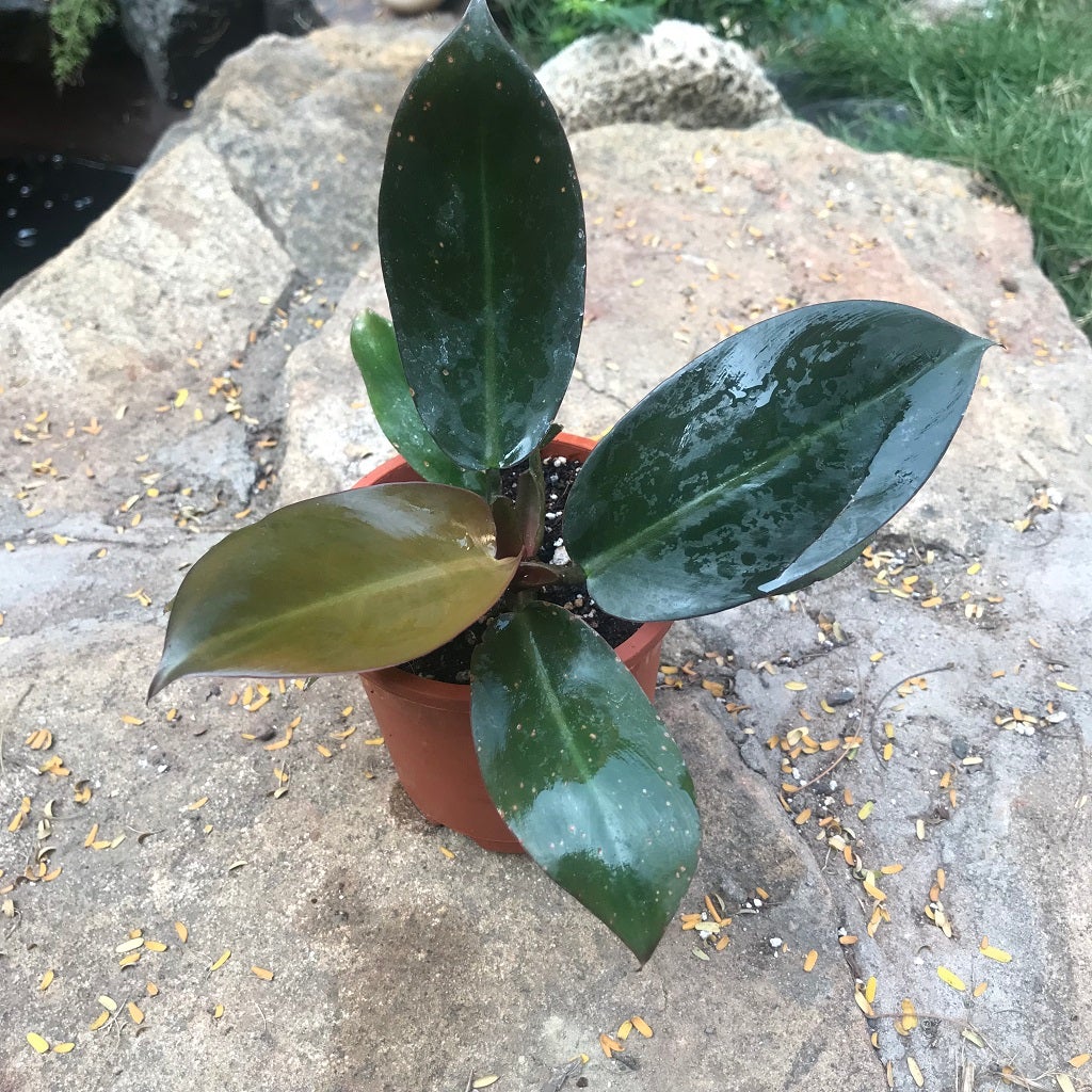 Philodendron 'Black Cardinal '