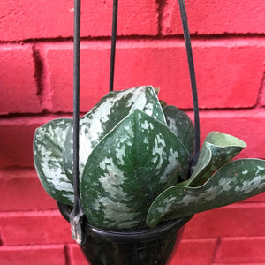 Scindapsus pictus ‘Big Leaf Silver’