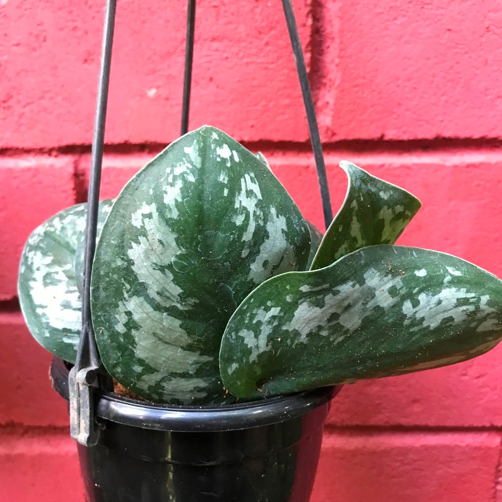 Scindapsus pictus ‘Big Leaf Silver’