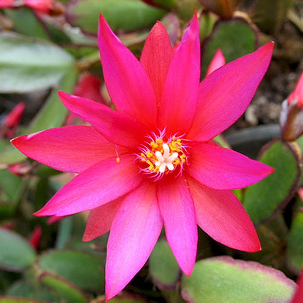 Pink Easter Cactus Plants myBageecha - myBageecha