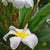 Plumeria Obtusa White Plants myBageecha - myBageecha