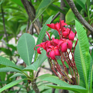 Plumeria Rubra 'Scarlet Knight' Plants myBageecha - myBageecha