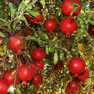 Pomegranate Super Sindhuri (Tissue Culture)