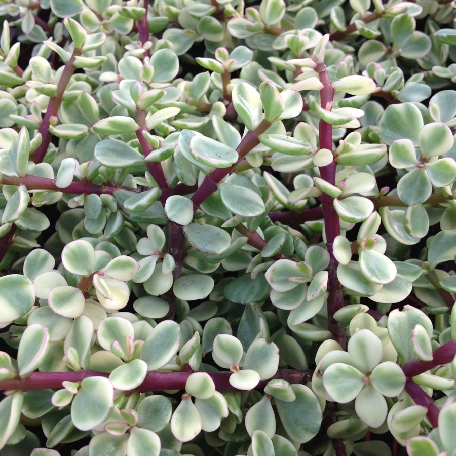 Portulacaria afra 'Tricolor'