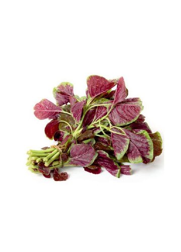 Amaranthus Red leaves
