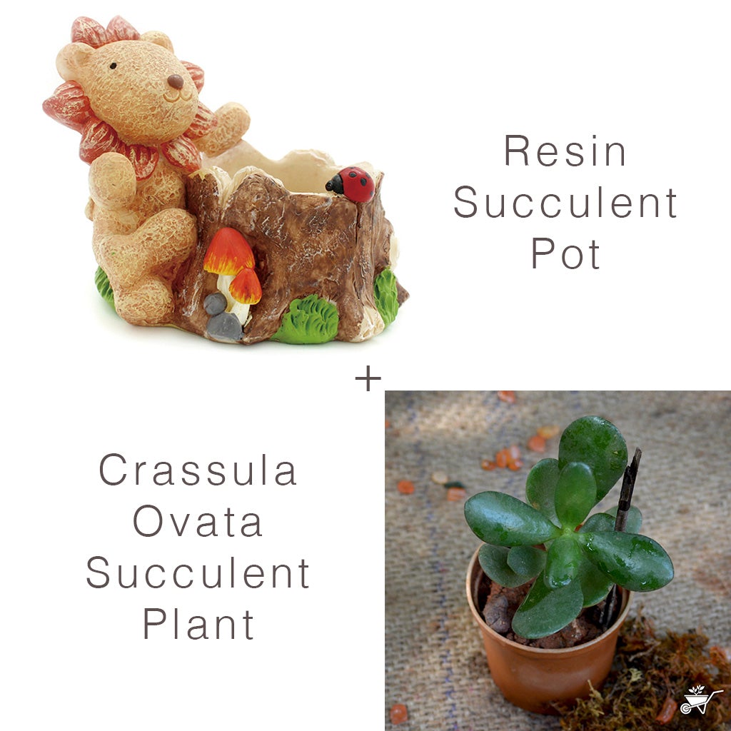 Set of Cute Lion Succulent Pot & Crassula Plant