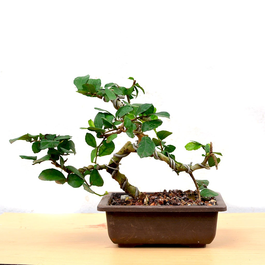 Bonsai Sandpaper