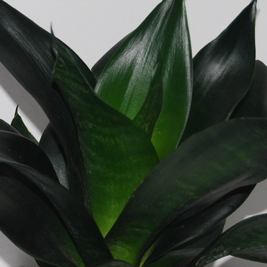 Sansevieria "Black  Dragon'