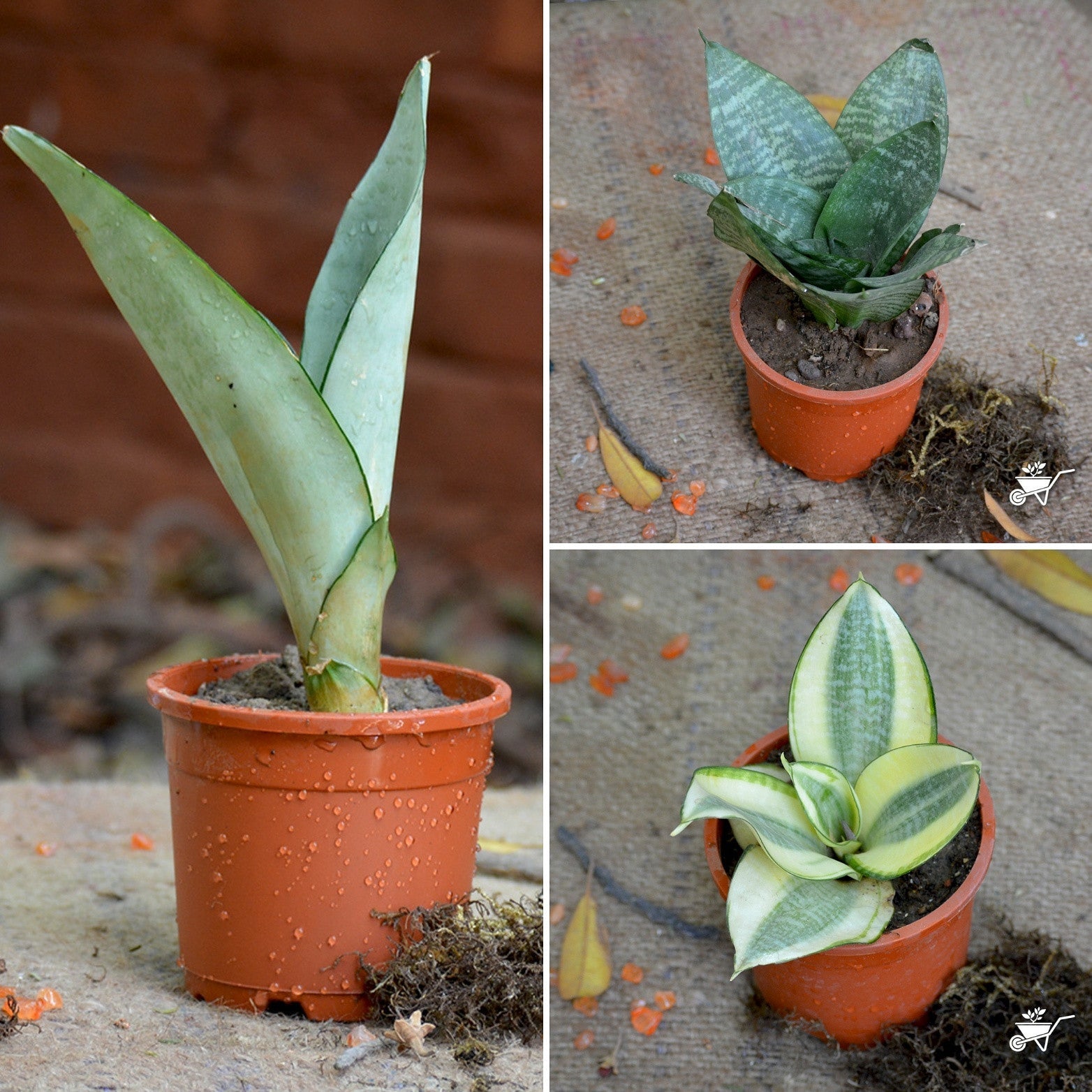 Assorted Air Purifier Indoor Sansevieria Plants