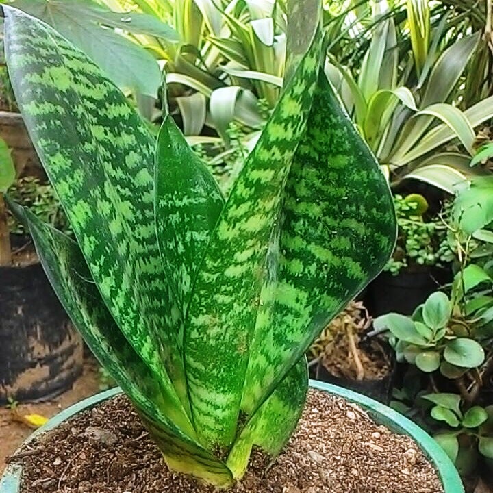 Sansevieria Trifasciata "Zeylanica"