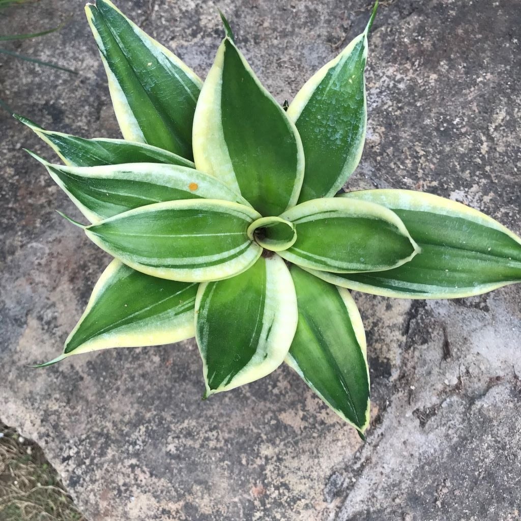 Sansevieria 'Hahnii Jade Marginata'