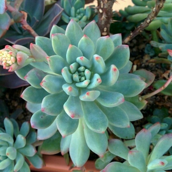 Sedeveria 'Blue Elf'