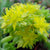 Sedum Pachyphyllum Plants myBageecha - myBageecha