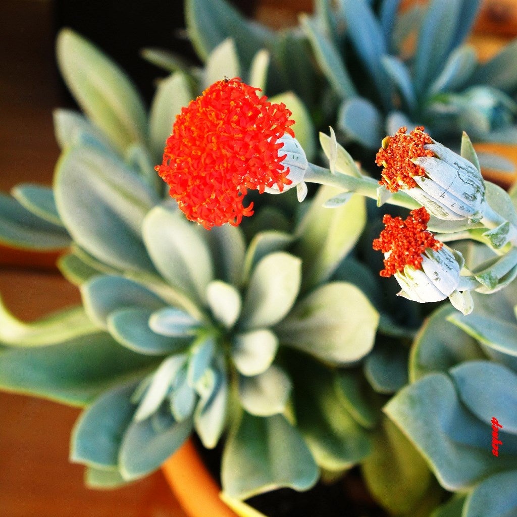 Senecio cephalophorus-Mountain Fire