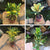 Set of 4 Assorted Codiaeum Indoor Plants