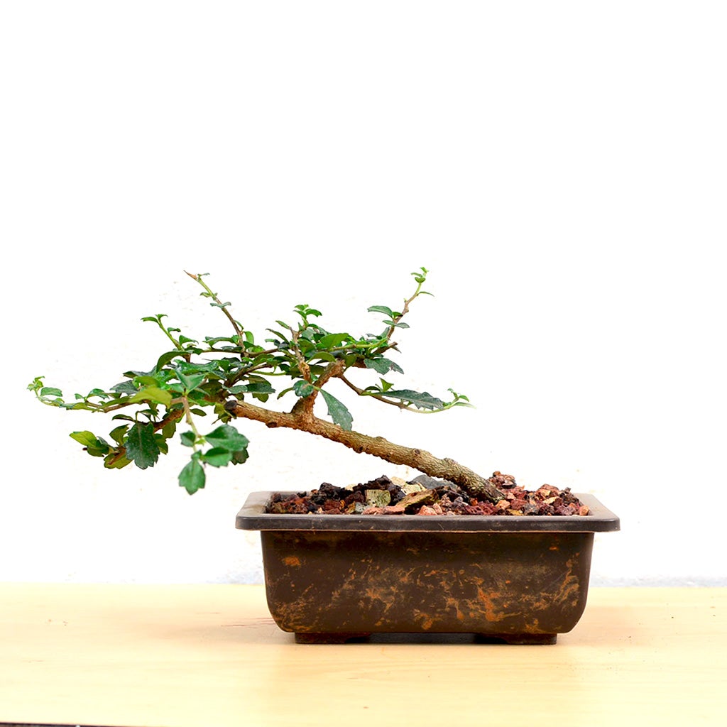 Bonsai Slanting Carmona