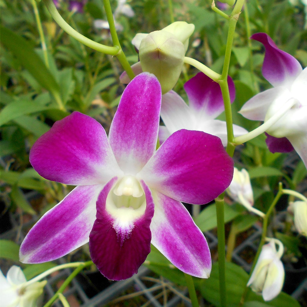 Den. Sonia - Gabbar Farms