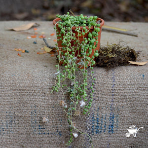 Senecio Rowleyanus - String of Pearls Plants myBageecha - myBageecha