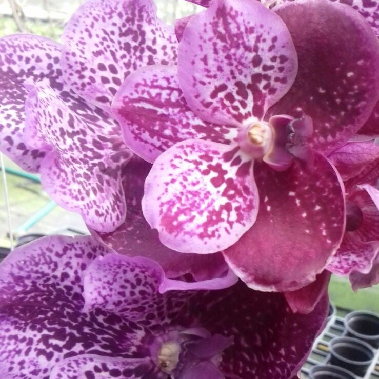 Suphan Red (Pink Red)