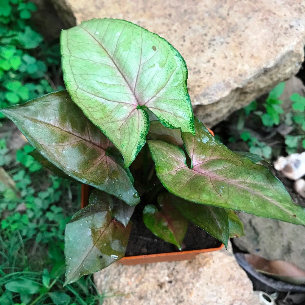 Syngonium 'Bronze Maria'