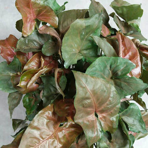 Syngonium 'Bronze Maria'