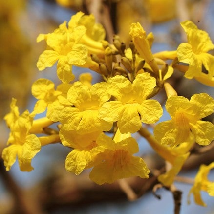 Tabebuia Aurea - Caribbean Trumpet