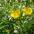 Thevetia Peruviana - Yellow Oleander