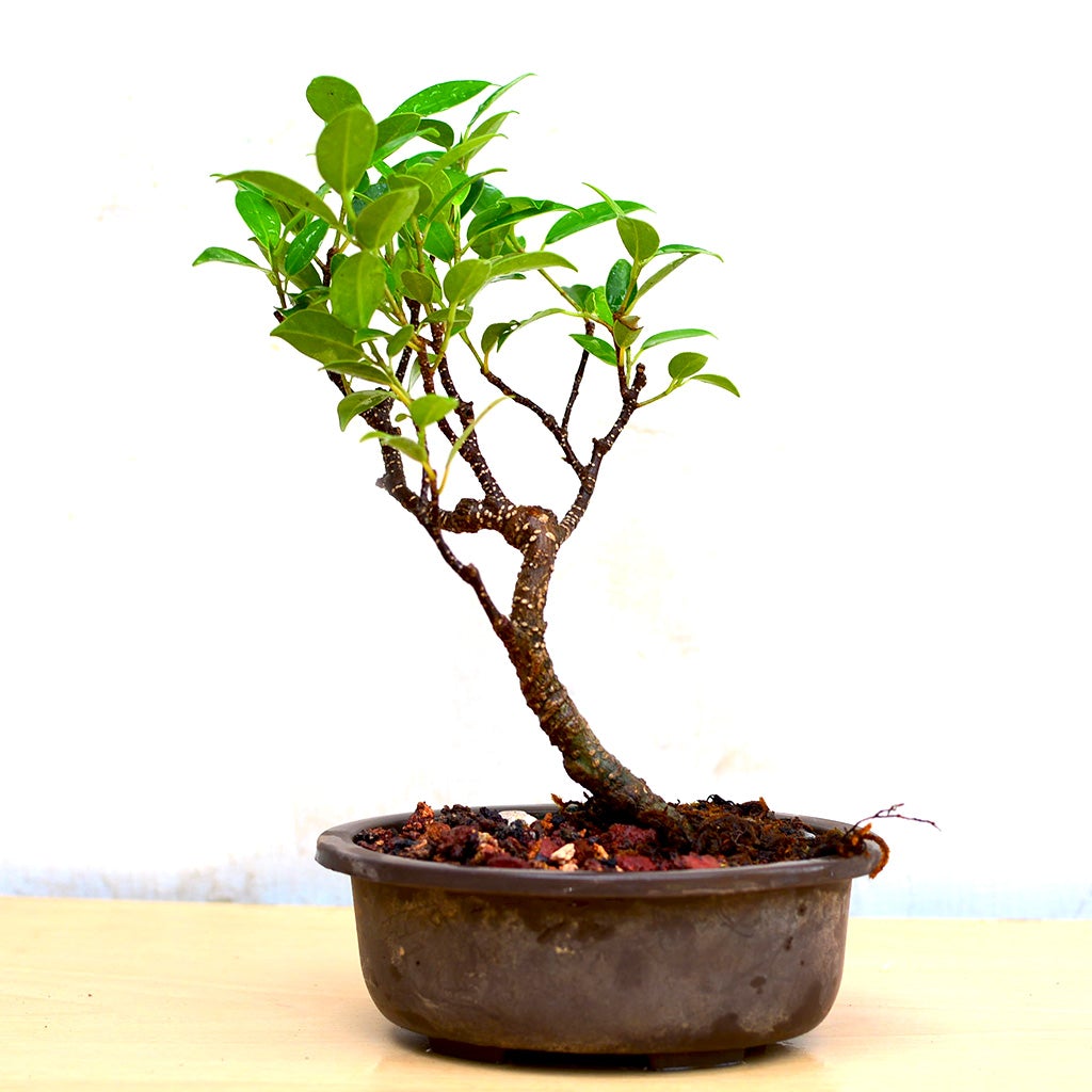 Bonsai TigerBark