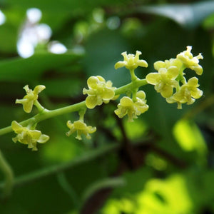 Tinospora cordifolia - Giloy