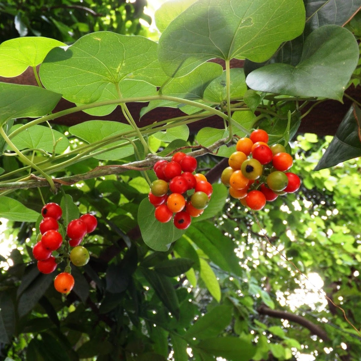 Tinospora cordifolia - Giloy