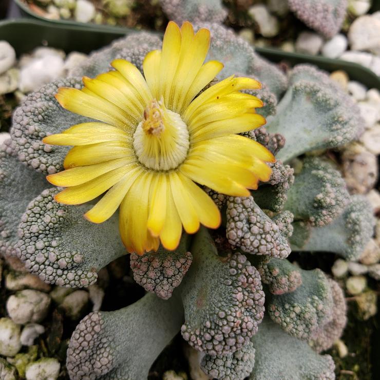 Titanopsis Calcarea