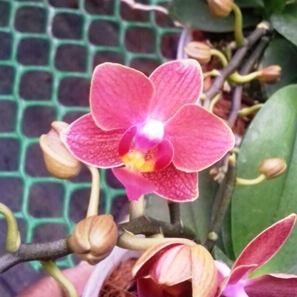 Phalaenopsis-tn 324