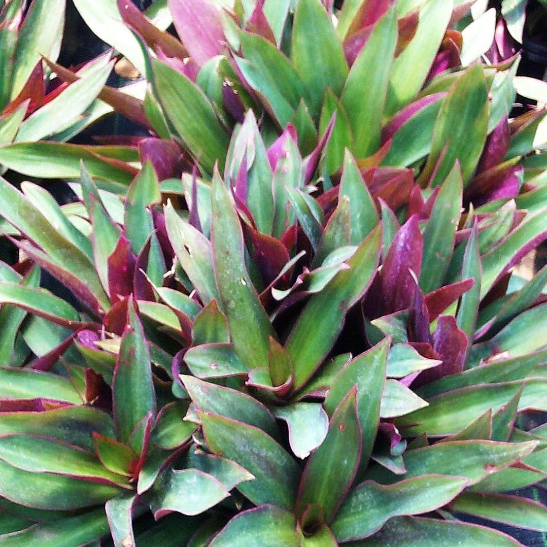 Tradescantia Spathacea 'Dwarf'