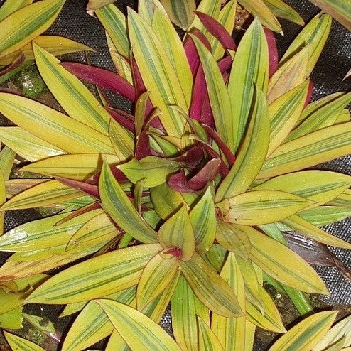 Tradescantia Spathacea 'Sitara's Gold' Plants myBageecha - myBageecha
