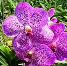 Tristar Blue Bitsz Hearthorab