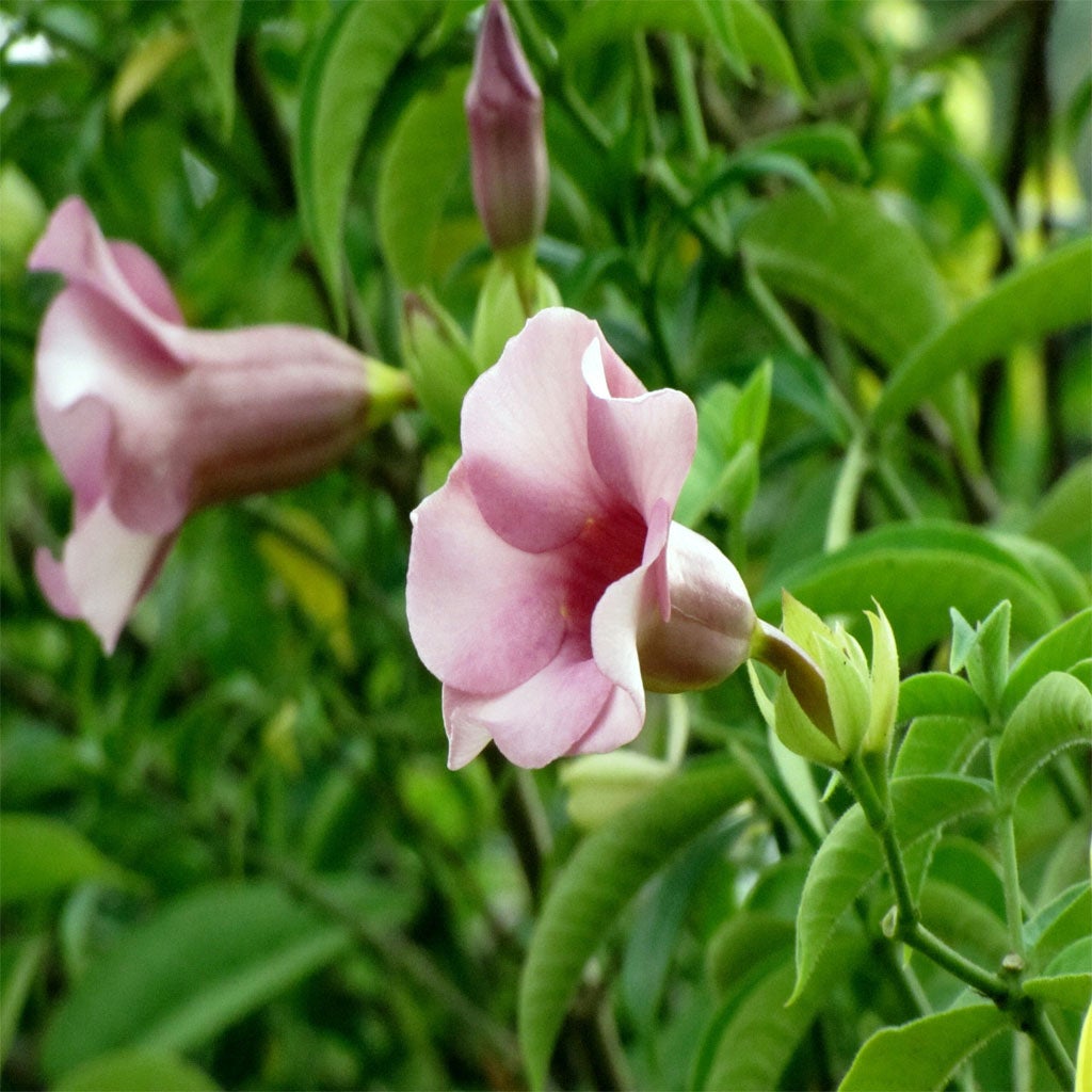 Allamanda Blanchetii